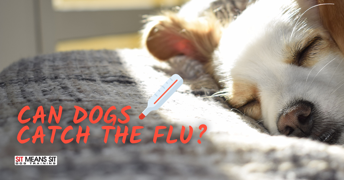 Can Dogs Catch the Flu/Cold from Humans?