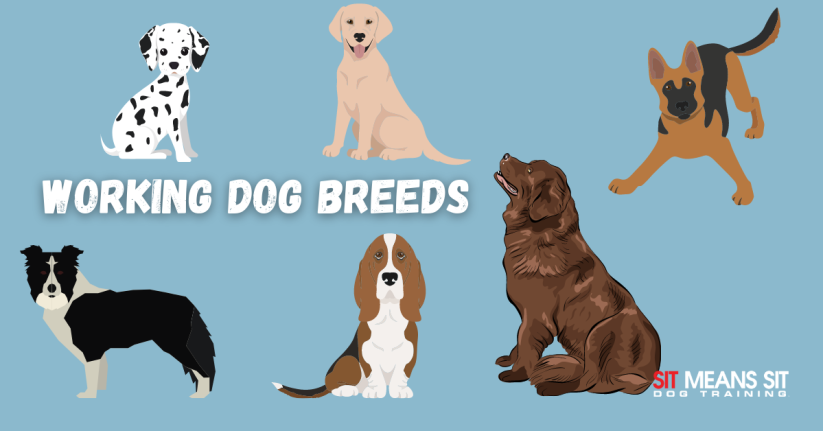 Check Out These Popular Working Dog Breeds