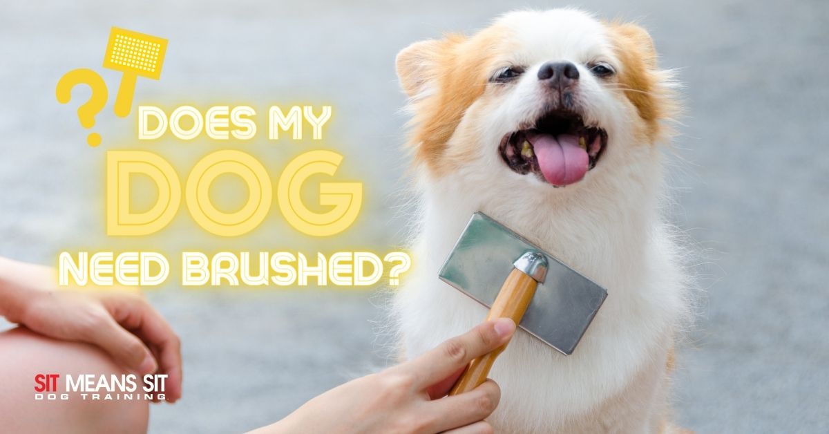 Does My Dog Need to be Brushed?
