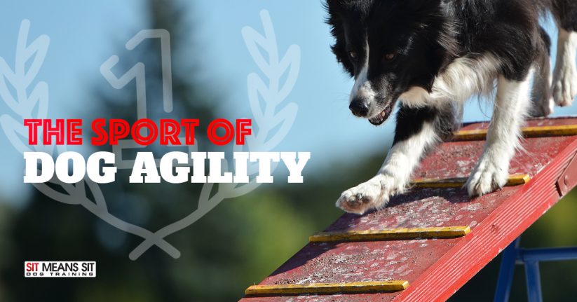 The Sport of Dog Agility