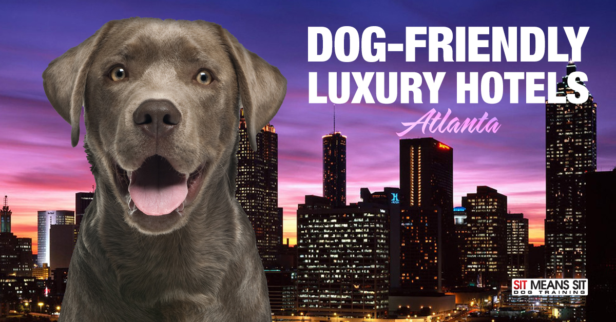 Dog-Friendly Luxury Hotels in Atlanta