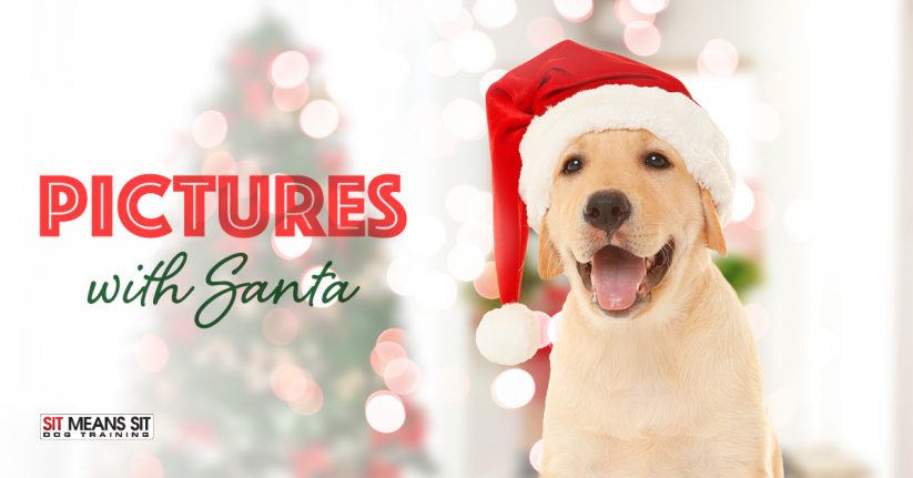 Dog Pictures with Santa in Atlanta