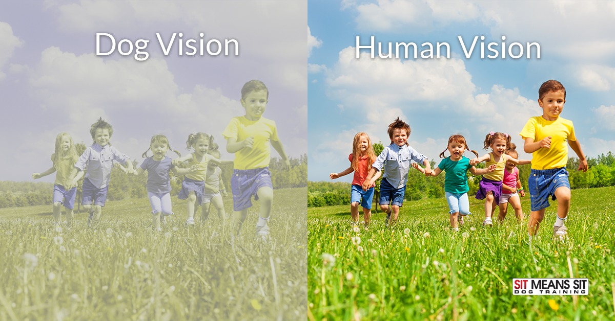 dog-vs-human-vision