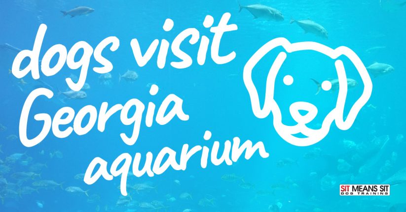 Dogs Visit the Georgia Aquarium