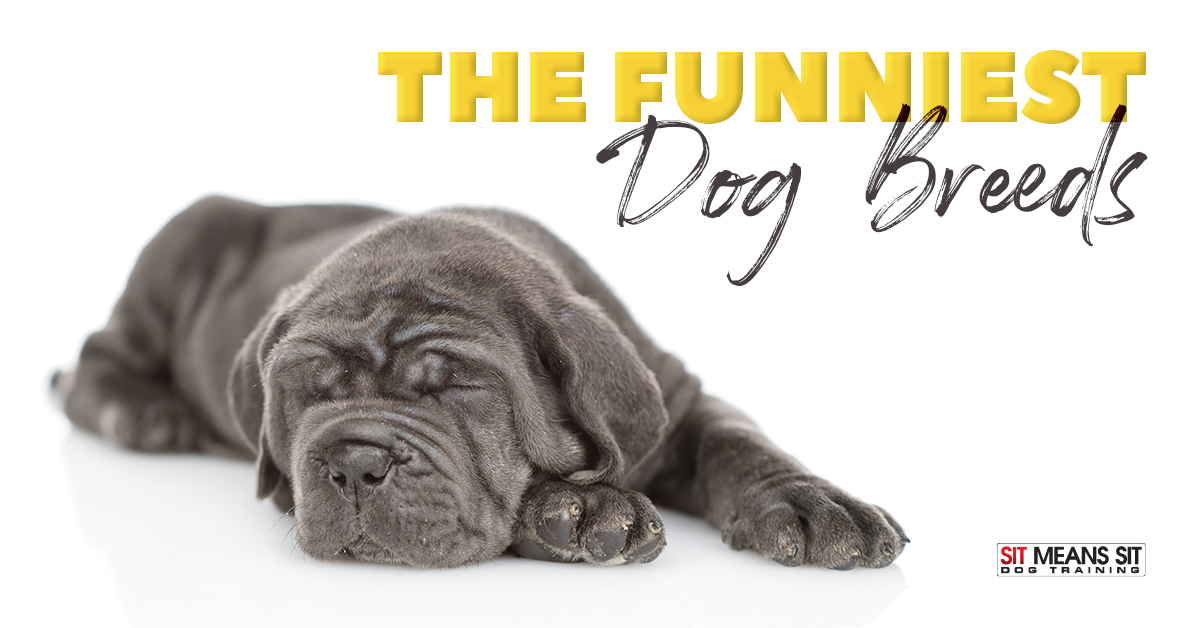 The Funniest Dog Breeds
