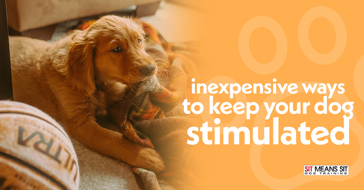 Inexpensive Ways to Keep Your Dog Stimulated
