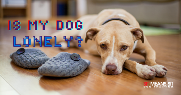 Is My Dog Lonely?