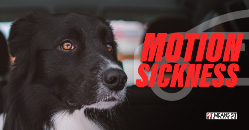 The Causes of Motion Sickness in Dogs