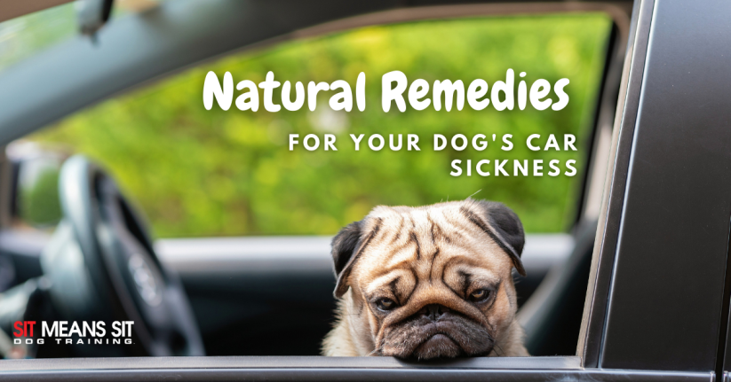 Natural Remedies for Your Dog's Car Sickness