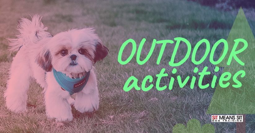 Planning Outdoor Activities With Your Puppy