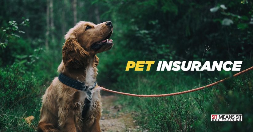 Pet Insurance for Your Dog