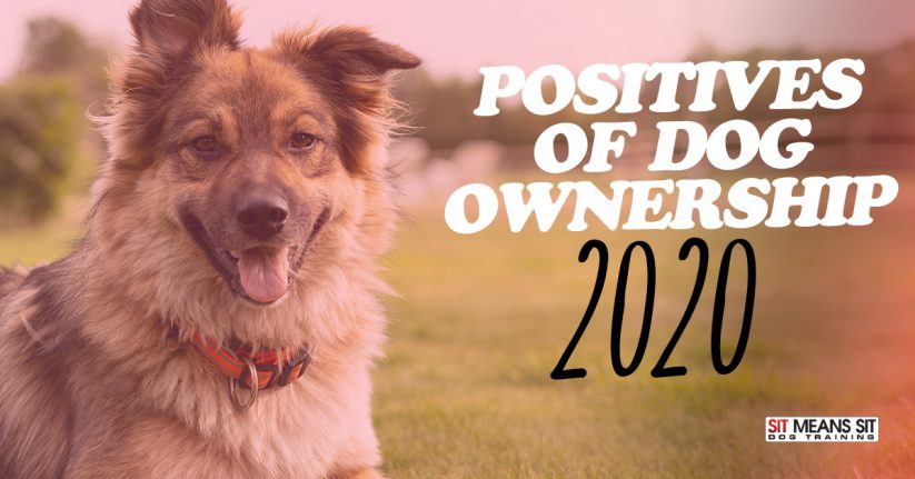 The Positives to Dog Ownership in 2020