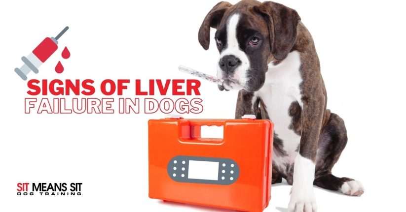 Signs of Liver Failure in Dogs