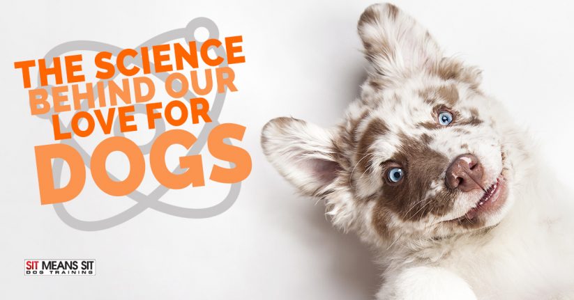 The Science Behind Our Love for Dogs