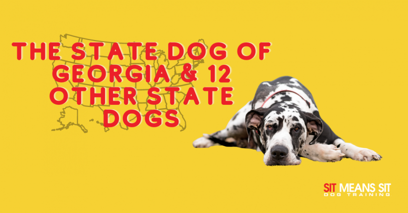 The State Dog of Georgia & 12 Other State Dogs