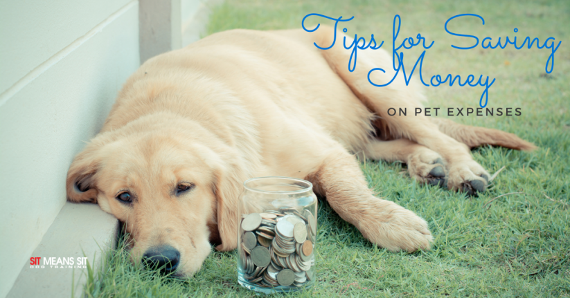 Tips for Saving Money on Pet Expenses