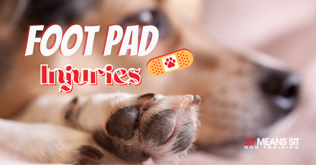 Understanding Pad Foot Injuries In Dogs