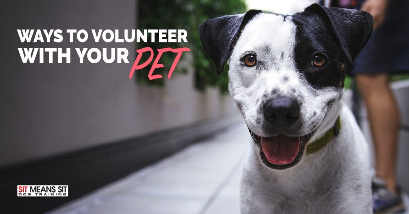 Ways to Volunteer with Your Pet