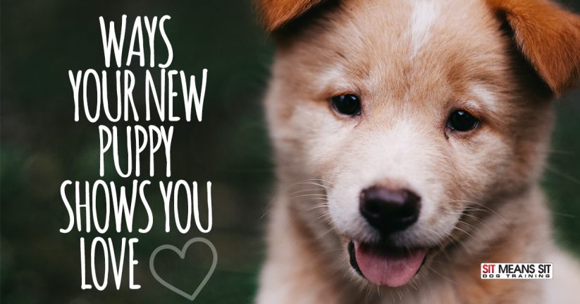 Ways Your New Puppy Shows You Love