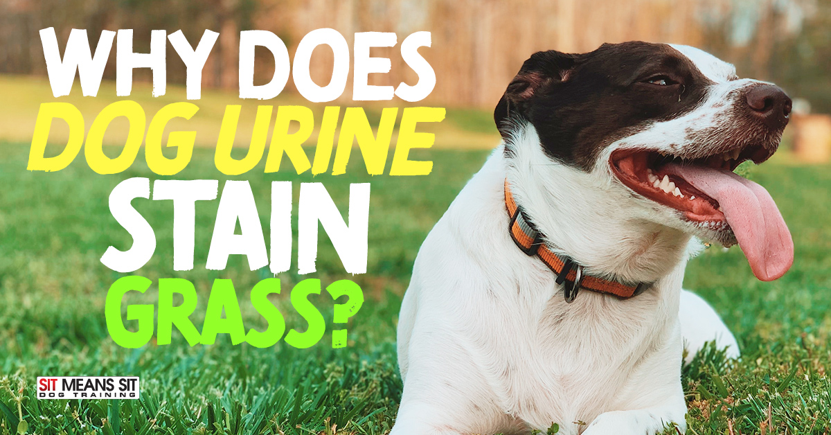 does only female dog pee kill grass