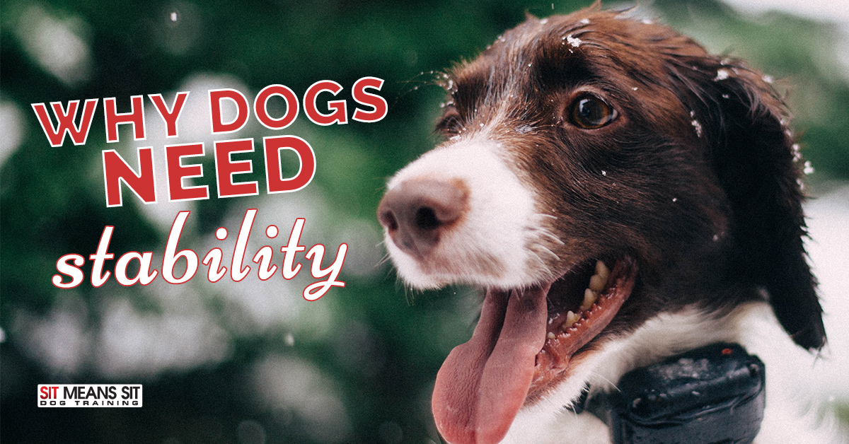 Why Dogs Need Stability