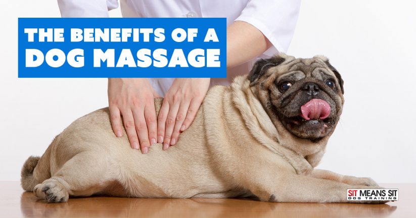 Benefits of Giving Your Dog a Massage