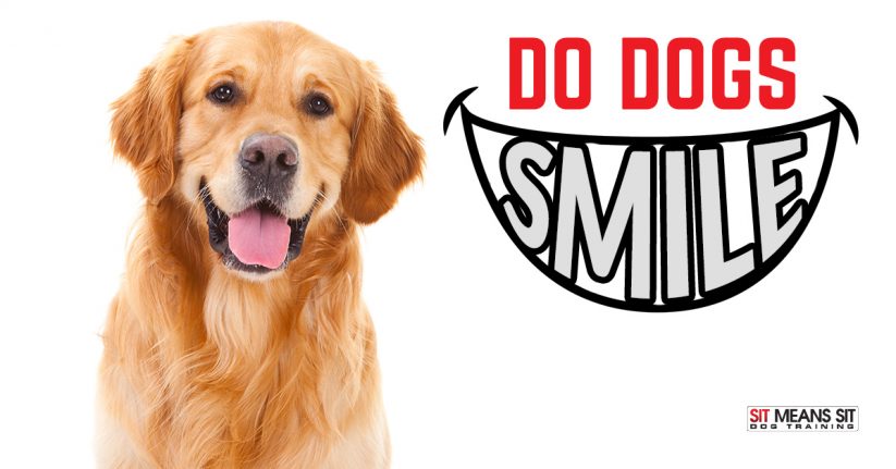 Do Dogs Smile When They're Happy?