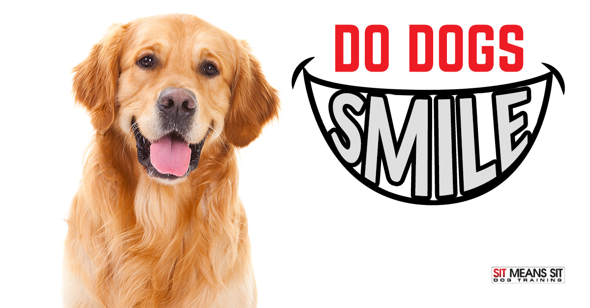 dogs do smile