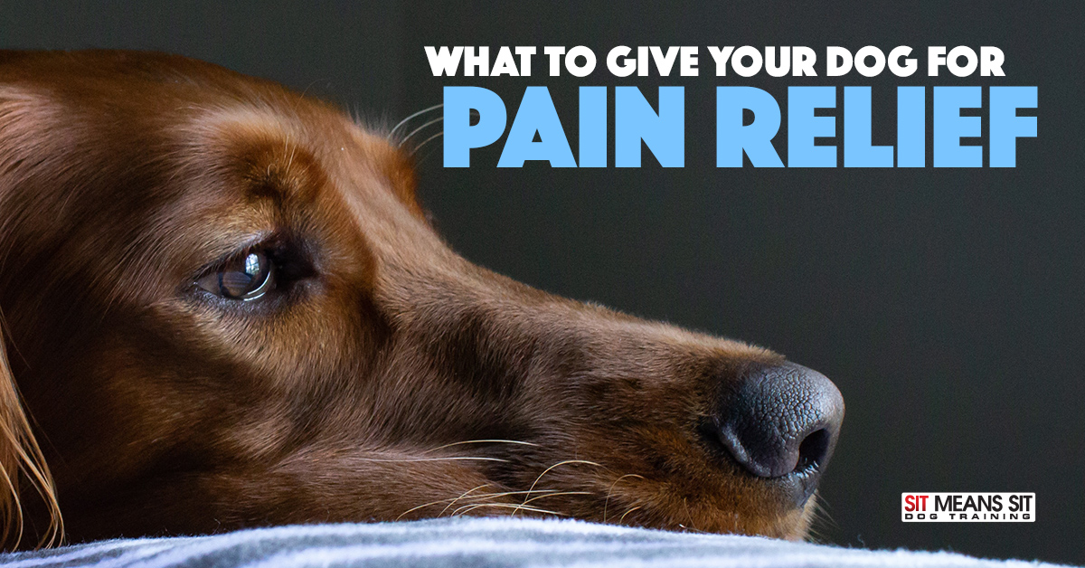 What to Give Your Dog for Pain Relief