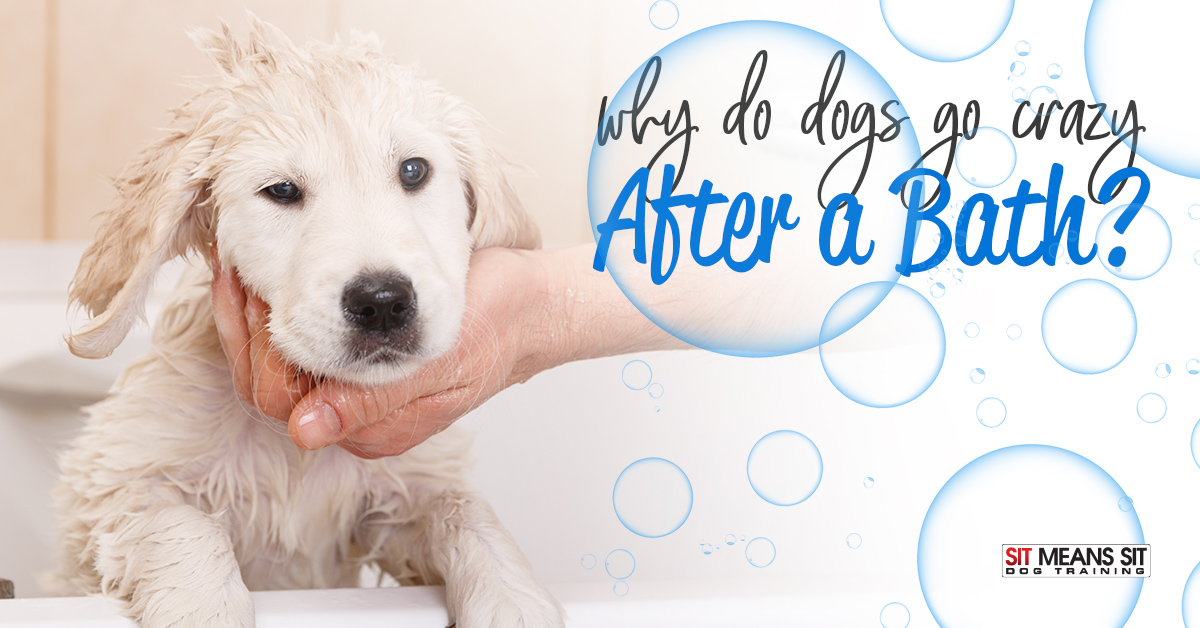 why do puppies shiver after a bath