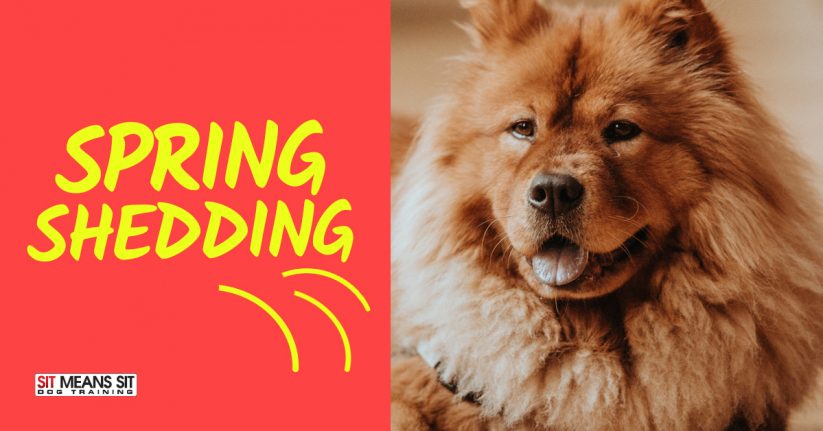 Spring Shedding: What To Do When Your Dog Loses Their Winter Coat