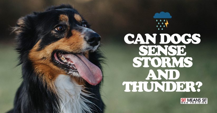 Can Dogs Sense Storms and Thunder?