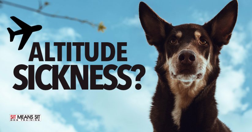 Can Dogs Get Altitude Sickness?