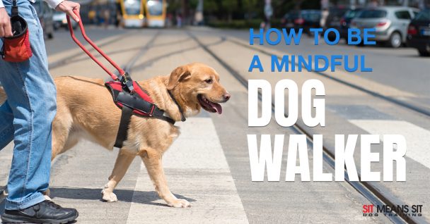 How To Be a Mindful Dog Walker