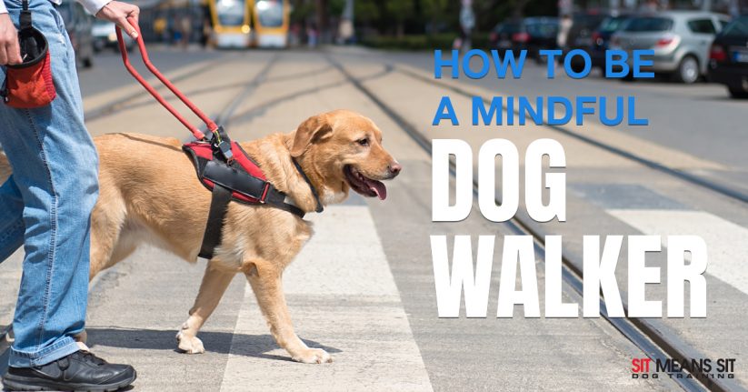 How To Be a Mindful Dog Walker