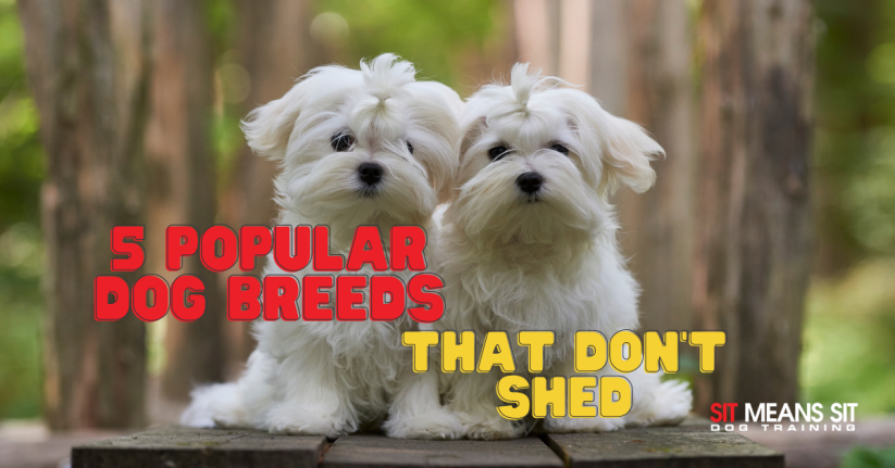 5 Popular Small Dog Breeds That Don't Shed