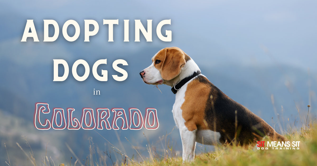 what is the process for adopting a dog