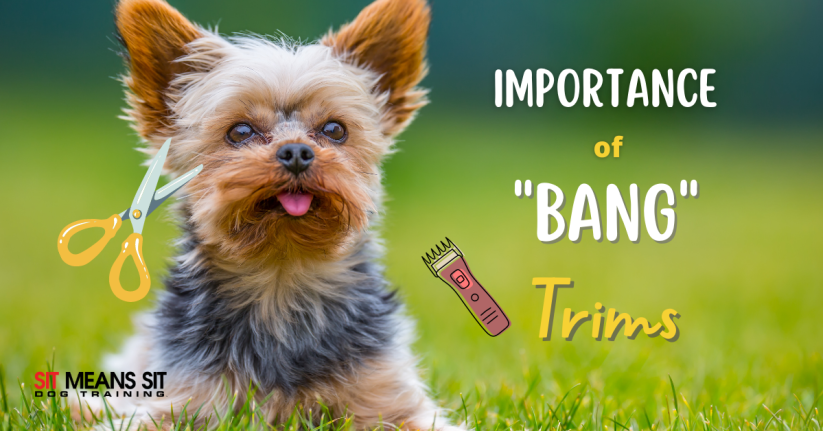 Why it's Important to Keep Your Dog's "Bangs" Trimmed