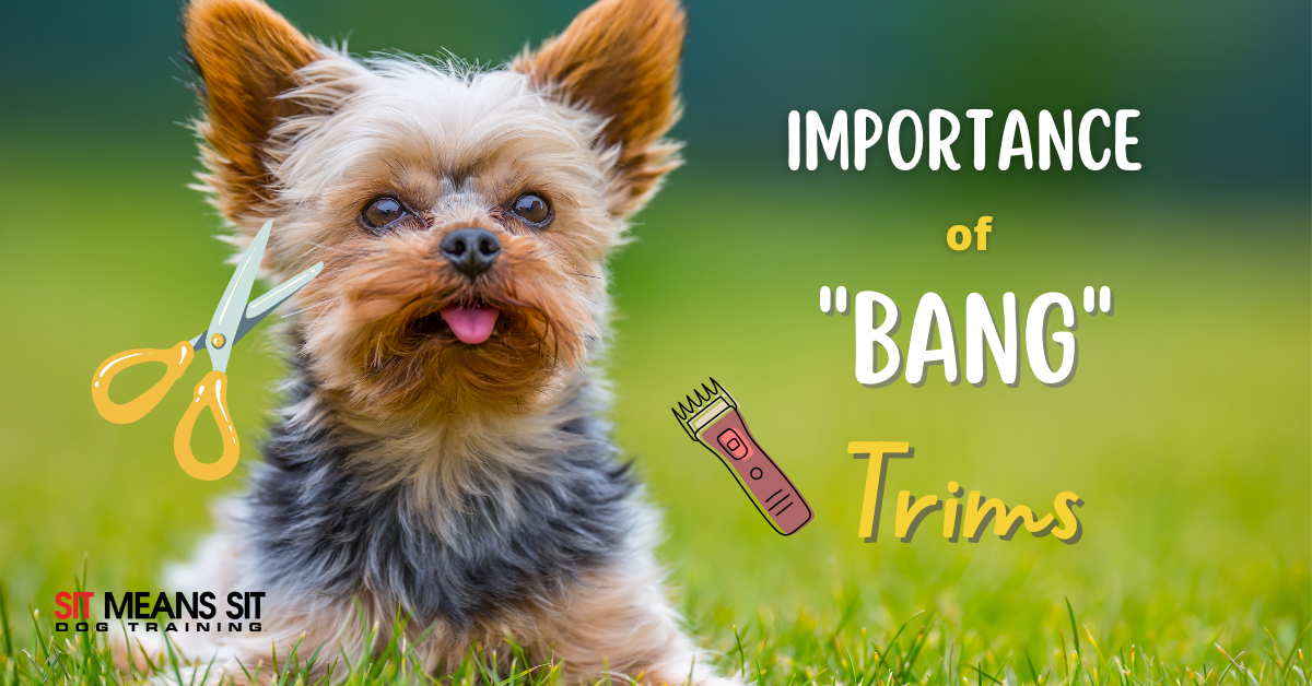 Why it's Important to Keep Your Dog's "Bangs" Trimmed
