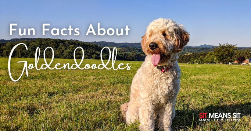 Fun Facts About Goldendoodles