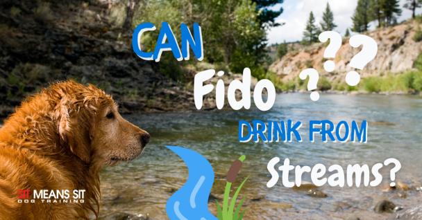 Is it Safe for My Dog to Drink from a Stream? - Sit Means Sit Dog