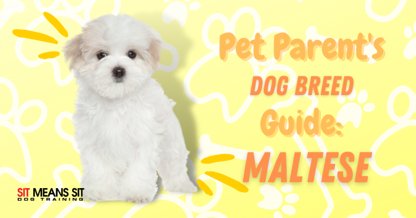 A Pet Parent's Guide on the Maltese Dog Breed