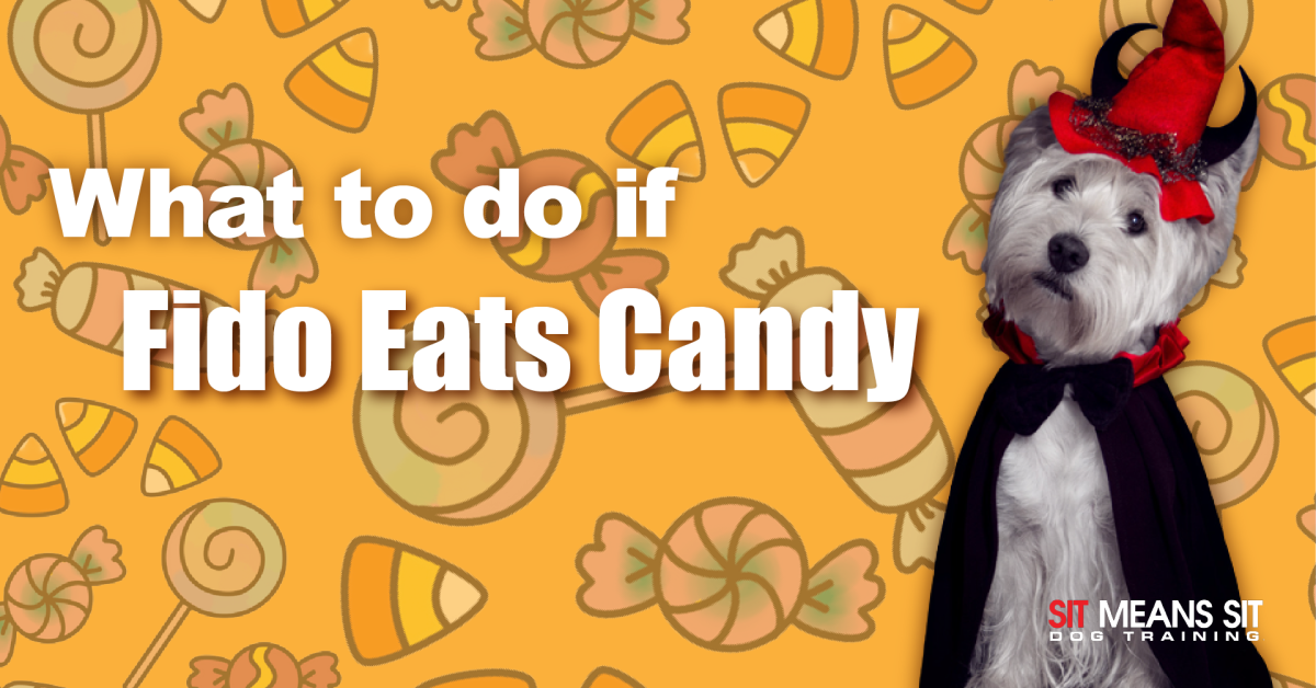 what to do if your dog eats candy banner