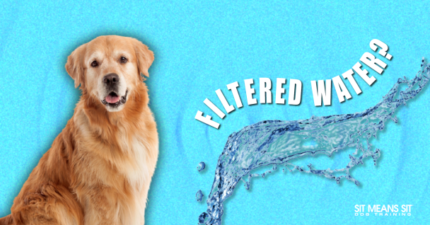 Filtered water for dogs banner