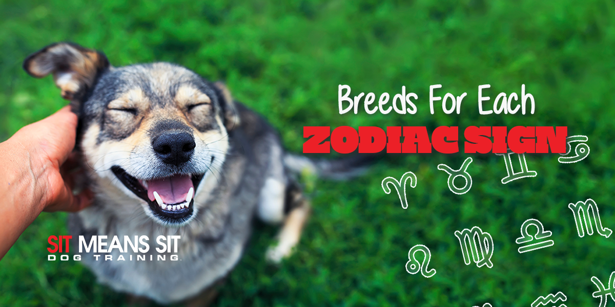 The Most Compatible Dog Breeds For Every Zodiac Sign