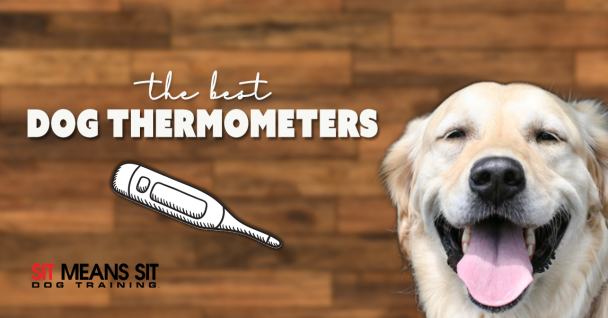 The Best Thermometers For Dogs