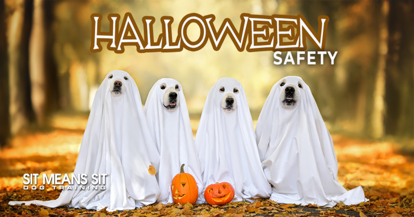 Tips For Having A Safe Halloween With Fido