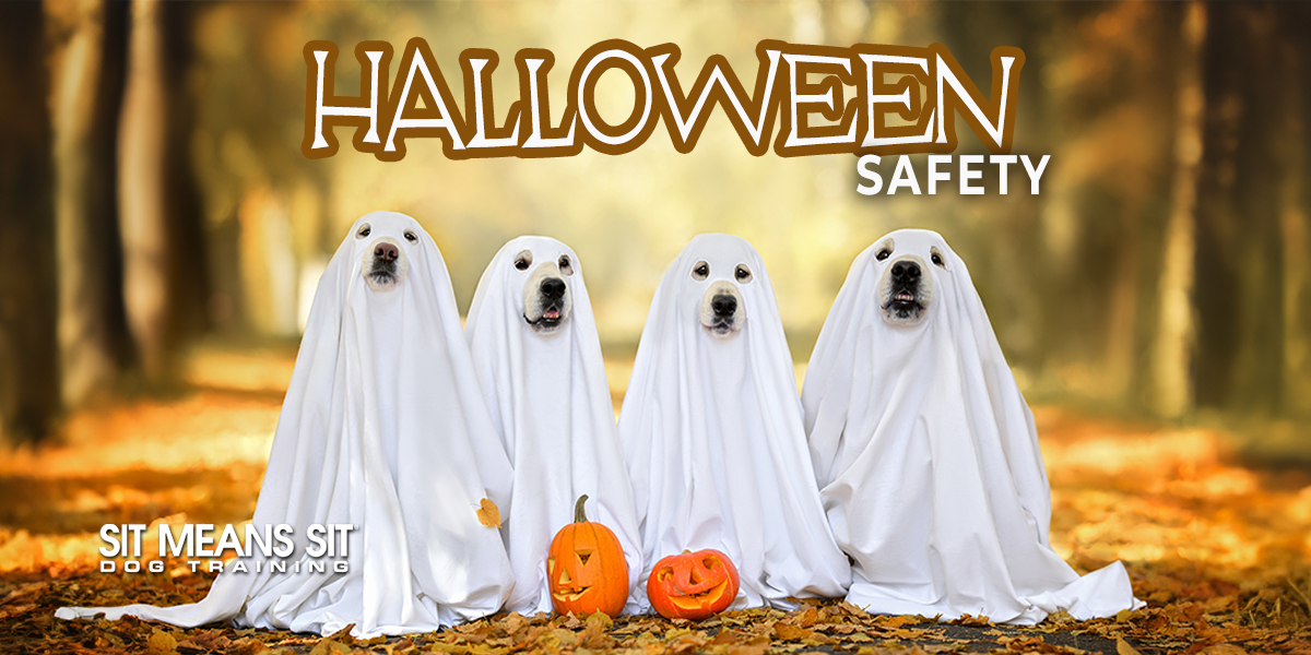 Tips For Having A Safe Halloween With Fido