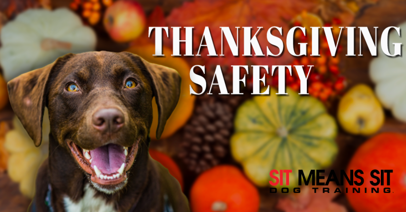 Tips for Having a Safe Thanksgiving with Fido