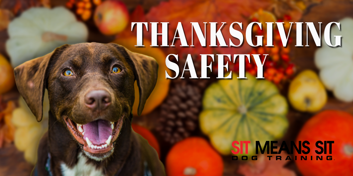 Tips for Having a Safe Thanksgiving with Fido